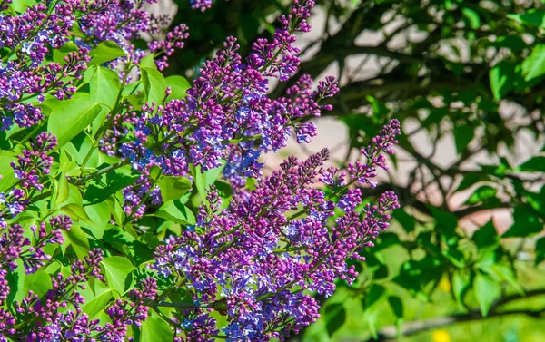 オリーブ科の木本植物の開花の新羅ライラック種は 東南ヨーロッパから東アジアへの森林やスクラブに自生し 一般的に他の温帯地域で栽培されています — ストック写真