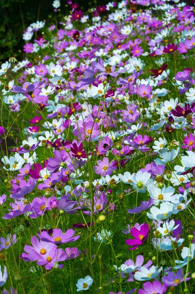 Flowers Cosmos Est Originaire Des Broussailles Des Prairies Mexique Trouvent — Photo