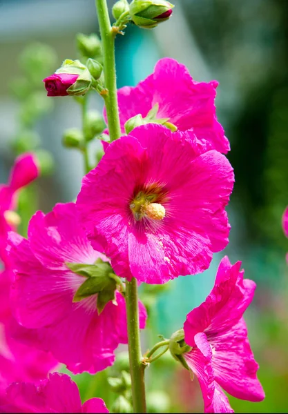 Althaea Officinalis Malva Pântano Uma Espécie Perene Nativa Europa Ásia — Fotografia de Stock