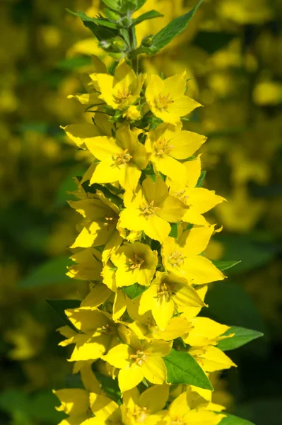 Espécies Lysimachia Muitas Vezes Têm Flores Amarelas Crescem Vigorosamente Eles — Fotografia de Stock