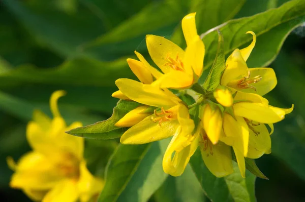 Lysimachia Vulgaris Yellow Loosestrife Loosestrife Garden Species Herbaceous Perennial Flowering — Stock Photo, Image
