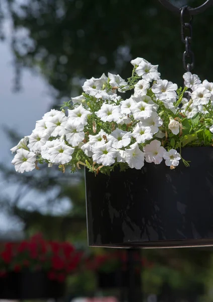 Petunia Una Las Plantas Con Flores Origen Sudamericano Este Nombre — Foto de Stock