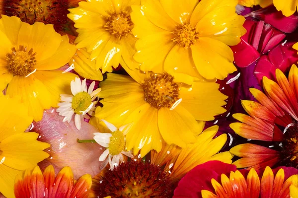 Feld Und Wiesenblumen Abgerissen Wasser Fotografiert Leuchtende Farben Abtrünniger Blütenblätter — Stockfoto