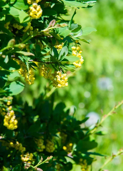 Berberis Vulgaris Berberiler Berberis Vulgaris Familyasından Bir Böğürtlen Türü Yenilebilir — Stok fotoğraf