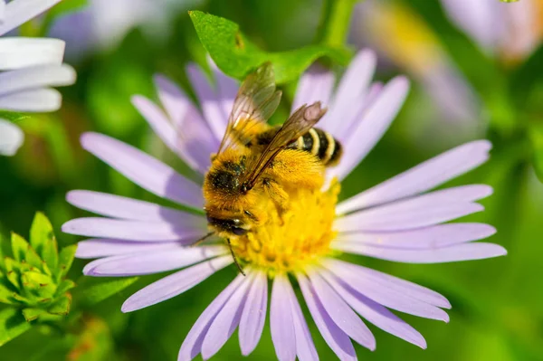 Naam Aster Komt Van Het Griekse Woord Wat Ster Betekent — Stockfoto