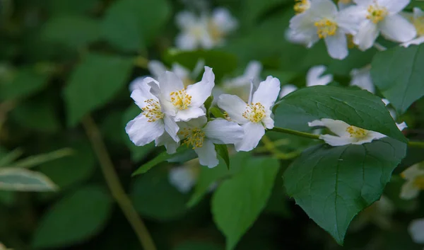 Jasmijn Een Oude Wereld Struik Klimplant Die Geurige Bloemen Gebruikt — Stockfoto