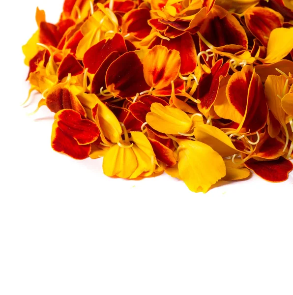 Текстура Фона Шаблон Лепестков Цветов Календула Важна Непальской Культуре Гирлянды — стоковое фото