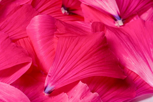 Textura Fondo Patrón Pétalos Flores — Foto de Stock