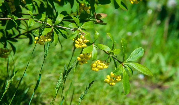 Berberis Vulgaris Berberiler Berberis Vulgaris Familyasından Bir Böğürtlen Türü Yenilebilir — Stok fotoğraf