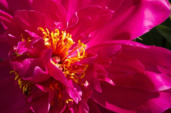 牡丹または牡丹は パエオニア科の唯一の種であるパエオニア属の開花植物です アジア ヨーロッパ 西アメリカに自生します 最も人気のある園芸植物の一つで — ストック写真