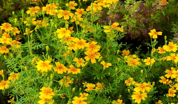 Marigold Δεν Ετήσια Είναι Πιο Χαρούμενη Πιο Εύκολο Αυξηθεί Από — Φωτογραφία Αρχείου