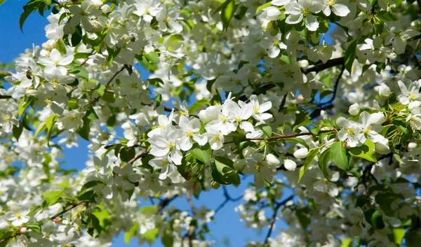 Fleurs Pomme Fleur Pomme Soleil Sur Fond Vert Naturel Les — Photo