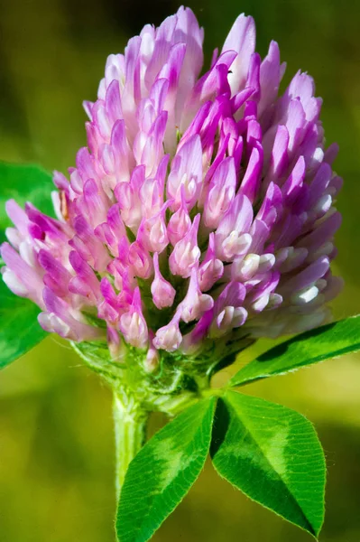 Clover Herbaceous Plant Pea Family Has Dense Globular Flower Heads — Stock Photo, Image