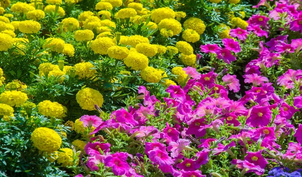 Virágos Tereprendezés Színkavalkádot Hoz Város Utcáira Városi Ágyakat Virágokkal Környezeti — Stock Fotó