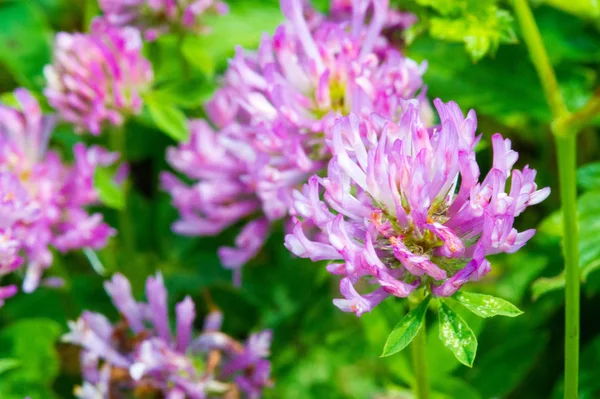 Clover Variety Forage Grass Flowers Form Globular Head Herbaceous Plant — Stock Photo, Image