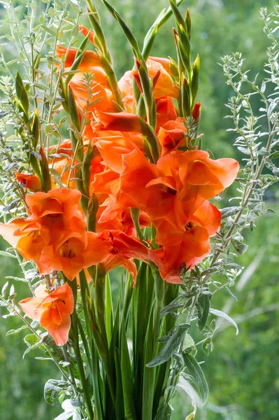 Gladiolus Latin Diminutive Gladiu Sword Genus Perennial Cormous Flowering Plants — Stock Photo, Image