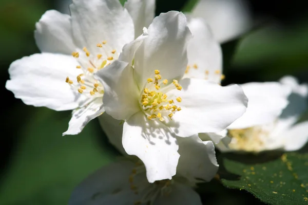 Philadelphus Sie Werden Mock Orange Genannt Anlehnung Ihre Blüten Die — Stockfoto