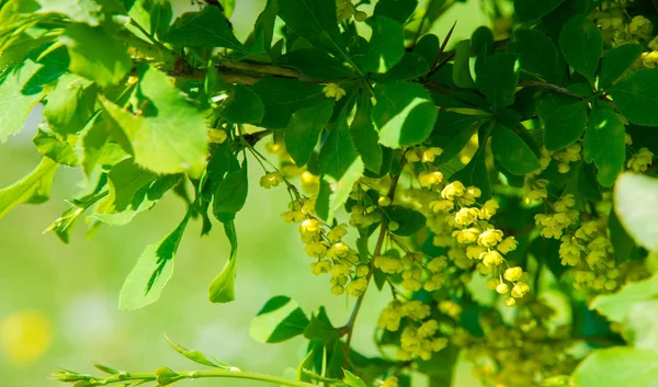 Berberis Vulgaris Berberiler Berberis Vulgaris Familyasından Bir Böğürtlen Türü Yenilebilir — Stok fotoğraf