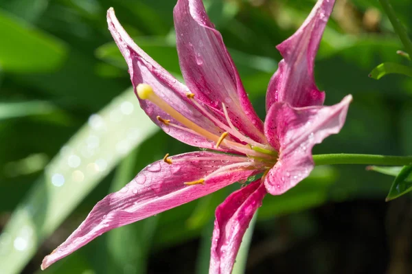 ユリユリユリ 花は大きく しばしば芳香があり オレンジ ピンク 紫などの幅広い色で提示されます マーキングにはスポットやブラシストロークが含まれます — ストック写真