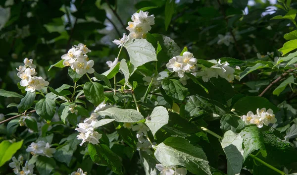 ジャスミンは 香水や紅茶で使用される香りの良い花を持つ古い世界の低木や登山植物です 観賞用として人気がある 蛍光ゴールドコースト ジャスミン — ストック写真