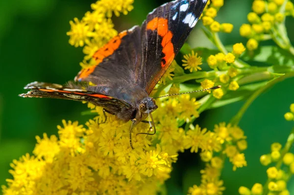 Solidago, commonly called goldenrods,  used in a traditional kidney tonic by practitioners of herbal medicine to counter inflammation. butterfly Vanessa atalanta, the red admiral