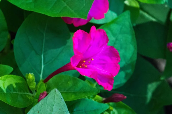 Mirabilis Jalapa Milagro Del Perú Una Flor Cuatro Horas Especie — Foto de Stock