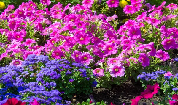 花の造園は 街の通りに色の暴動をもたらします 地域社会の参加と競争の挑戦を通じて花と都市のベッド 環境責任と美化 — ストック写真