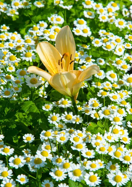Lilium Jest Rodzajem Roślin Zielnych Kwitnących Rosnących Cebuli Wszystkie Dużymi — Zdjęcie stockowe