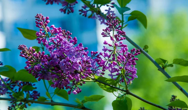 オリーブ科の木本植物の開花の新羅ライラック種は 東南ヨーロッパから東アジアへの森林やスクラブに自生し 一般的に他の温帯地域で栽培されています — ストック写真