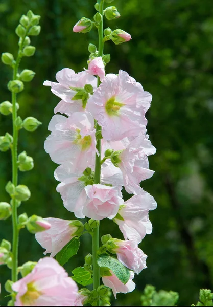 Althaea Officinalis Vagy Mályvacukor Európában Nyugat Ázsiában Észak Afrikában Őshonos — Stock Fotó