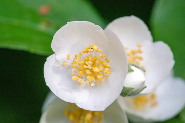 Philadelphus Named Mock Orange Reference Flowers Which Wild Species Look — Stock Photo, Image