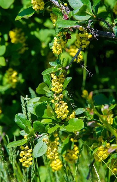 柏柏尔 Berberis Vulgaris 是柏柏尔属的一种灌木 它生产可食用的丁酸浆果 它在许多国家因其果实而被种植 — 图库照片