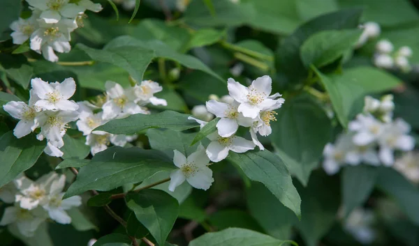 Jazmín Arbusto Del Viejo Mundo Planta Trepadora Que Lleva Flores —  Fotos de Stock