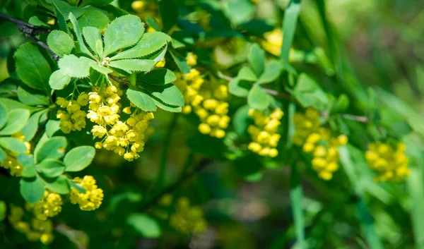 Berberis Vulgaris Berberiler Berberis Vulgaris Familyasından Bir Böğürtlen Türü Yenilebilir — Stok fotoğraf