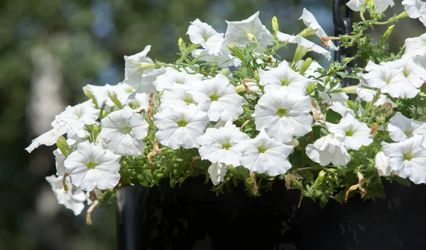 Petunia is one of the flowering plants of South American origin. This is the name of the French national name, the word petun, which means tobacco, from the language of Tupi - Guarani.