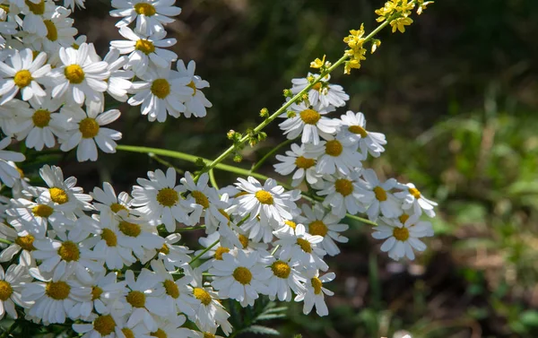 Chamomile Flowers Camomile Daisy Wheel Daisy Chain Chamomel Aromatic European — Stock Photo, Image