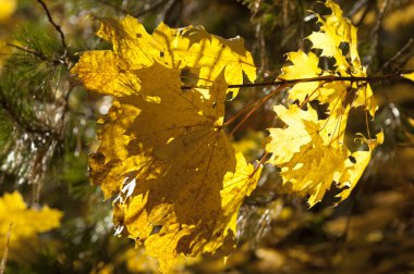 sonbahar yaprakları, doğa fotoğrafı