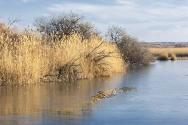 hoarfrost sonbahar çimenlerin üzerinde