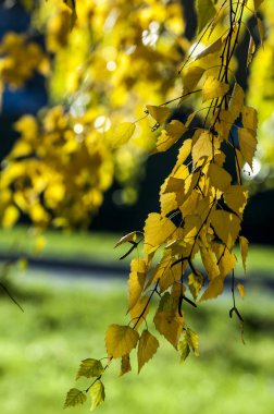 sonbahar yaprakları, doğa fotoğrafı