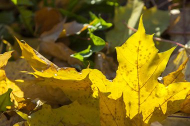 sonbahar yaprakları, doğa fotoğrafı