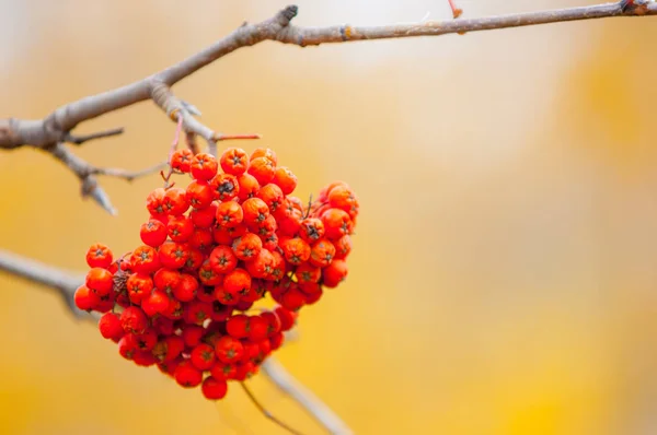 Folhas Outono Fotografadas Sobre Natureza — Fotografia de Stock