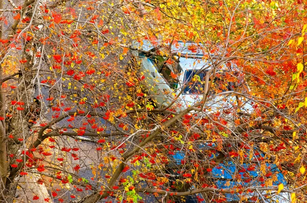 Podzimní Listí Fotografoval Povaze — Stock fotografie