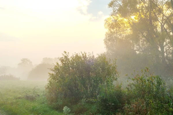 Осенний туман в смешанном лесу — стоковое фото