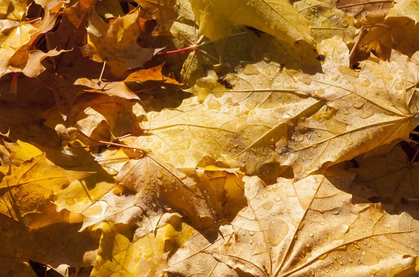 Folhas Outono Fotografadas Sobre Natureza — Fotografia de Stock