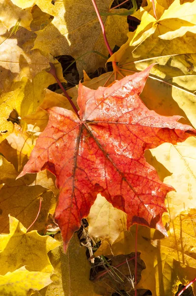 Autumn Odchodzi Sfotografowany Charakter — Zdjęcie stockowe
