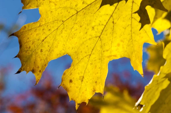 Осенние Листья Сфотографированные Природу — стоковое фото