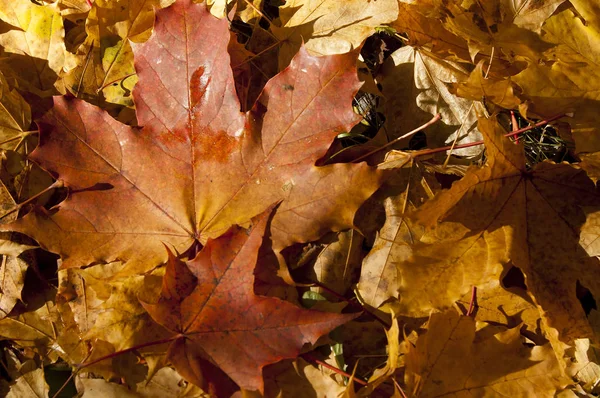 Autumn Odchodzi Sfotografowany Charakter — Zdjęcie stockowe