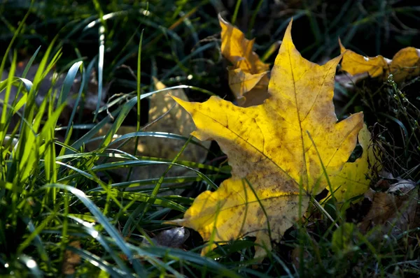 Осенние Листья Сфотографированные Природу — стоковое фото