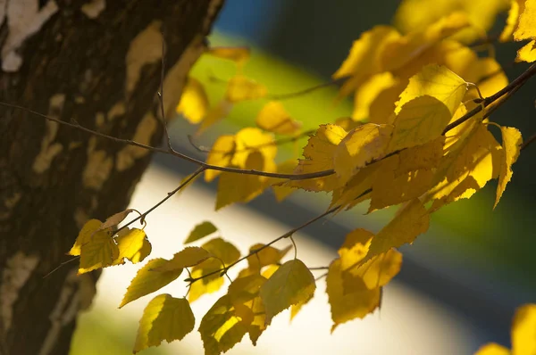 Hojas Otoño Fotografiadas Sobre Naturaleza —  Fotos de Stock