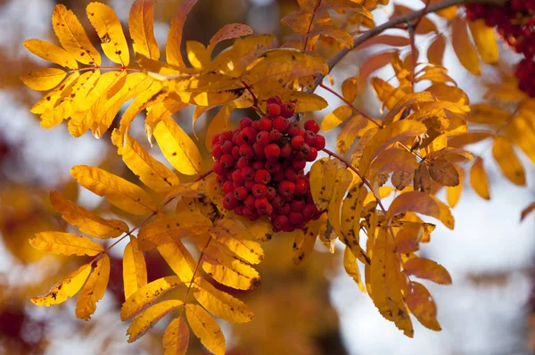 Hojas Otoño Fotografiadas Sobre Naturaleza —  Fotos de Stock